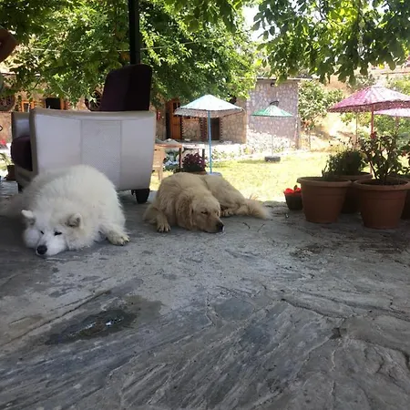 Zirkon Doga Butik B&B *